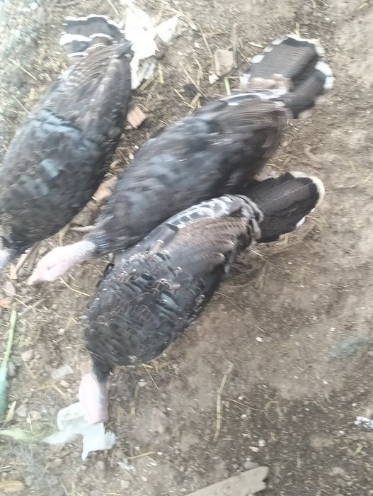 Vendo 3 perus com cerca de 4 meses