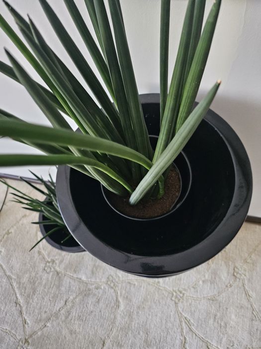 Duze donice pokojowe