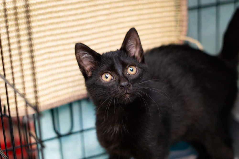 Jaś - kot do adopcji