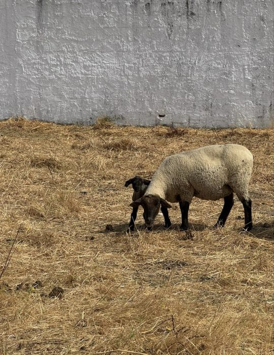 Casal de cx de suffolk