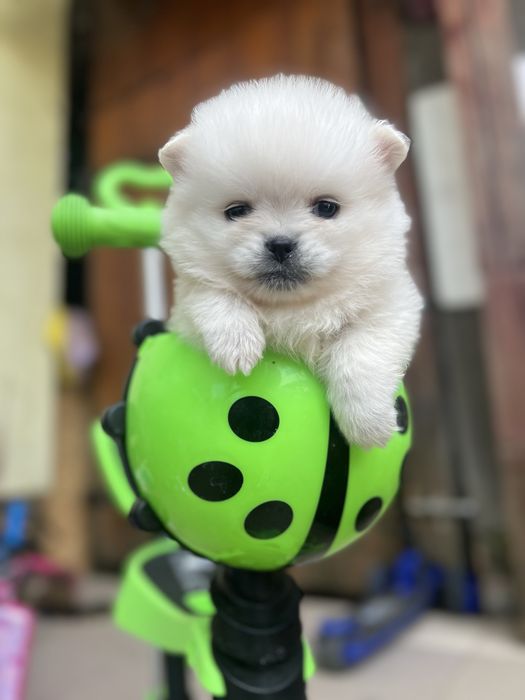 Корівка шпиць )
