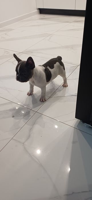 Buldog francuski pies biało-niebieski