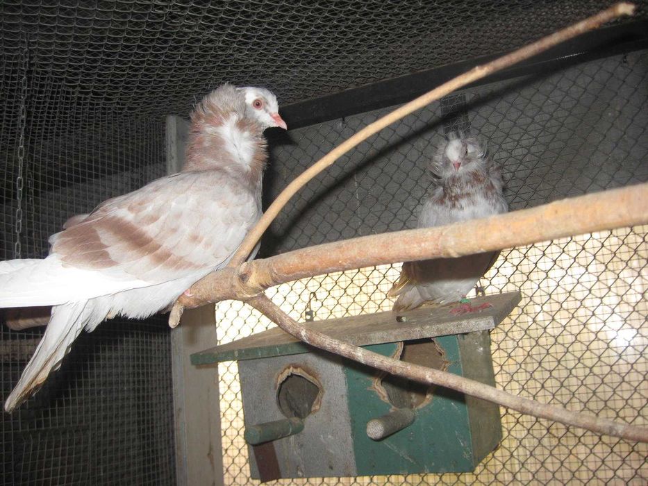 Gołąb ozdobny kapucyn