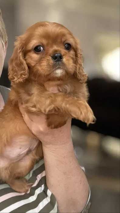 Cavalier King Charles