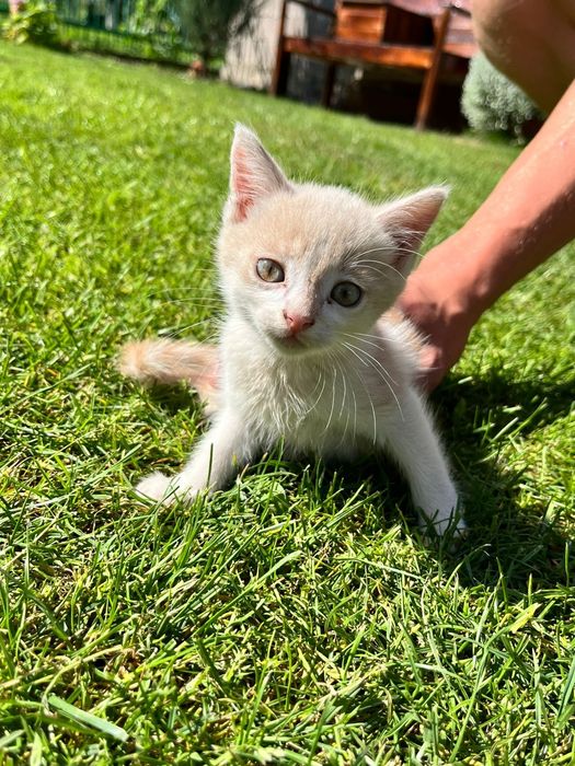 Котеня в добрі руки