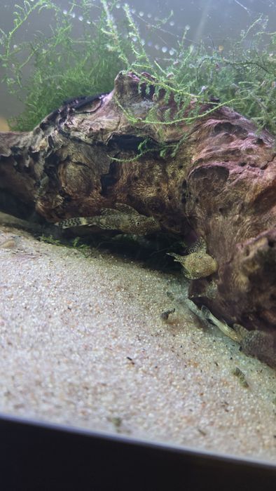 Ancistrus SP e Gold