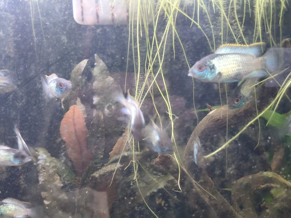 Vendo peixes lindos