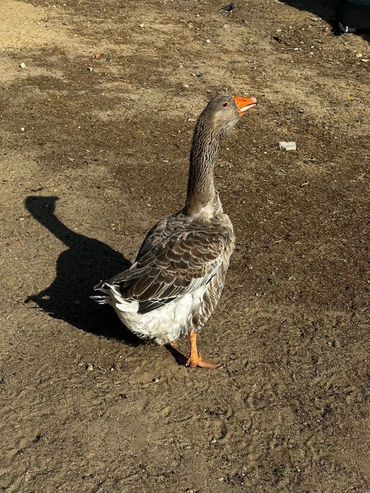 Ganso Toulouse macho