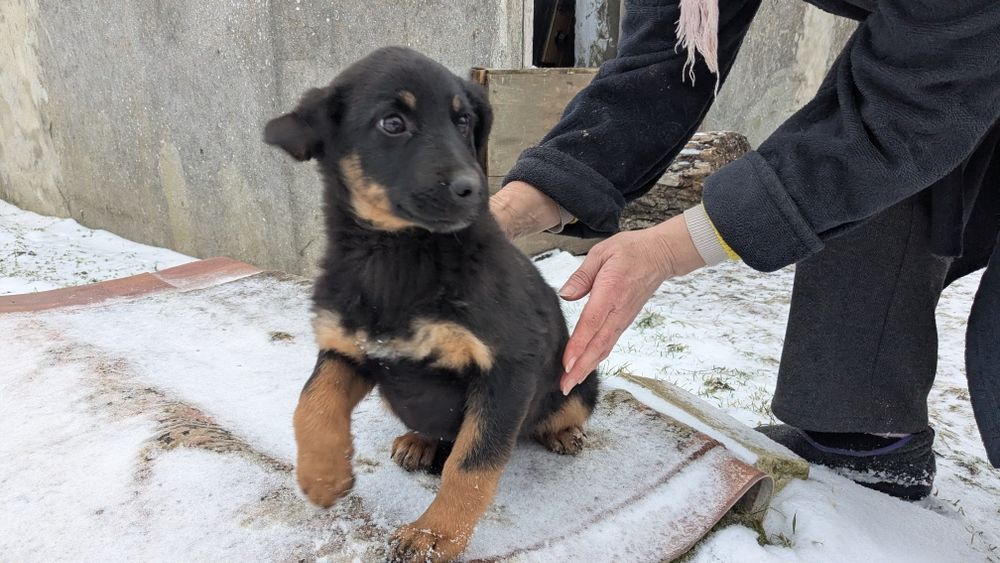 Девочка 3 месяца метис