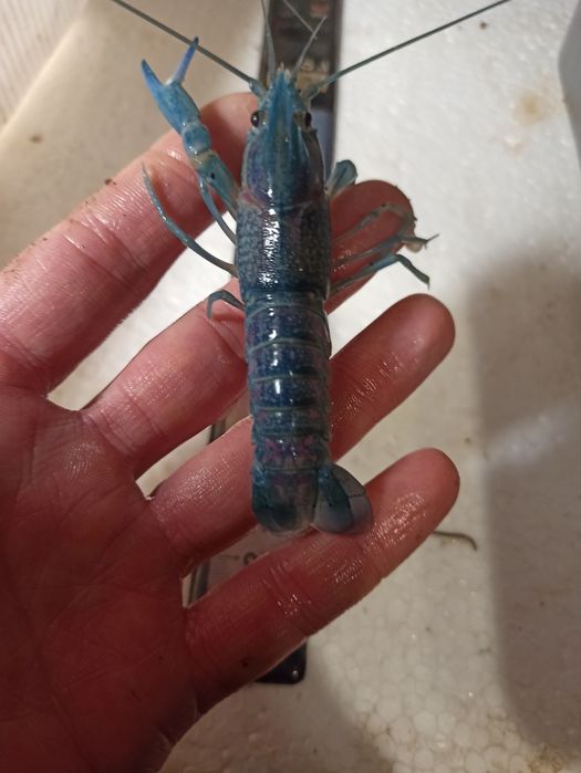 Раки австралійські