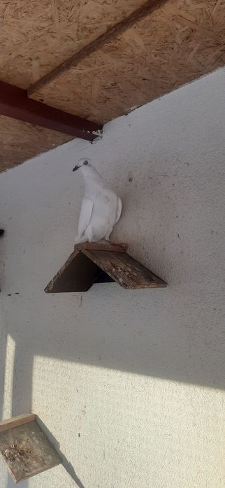 Jasna koroniata wylotka