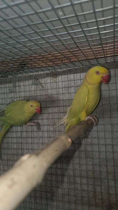 cedo ring necks sexados