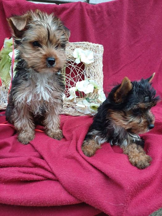 Ми маленькі  красунчики -йорчики.