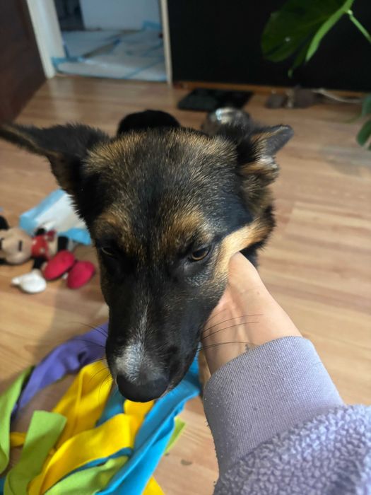 Szczeniak Amina gotowy do adopcji!