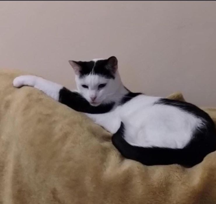 Diki do adopcji za darmo