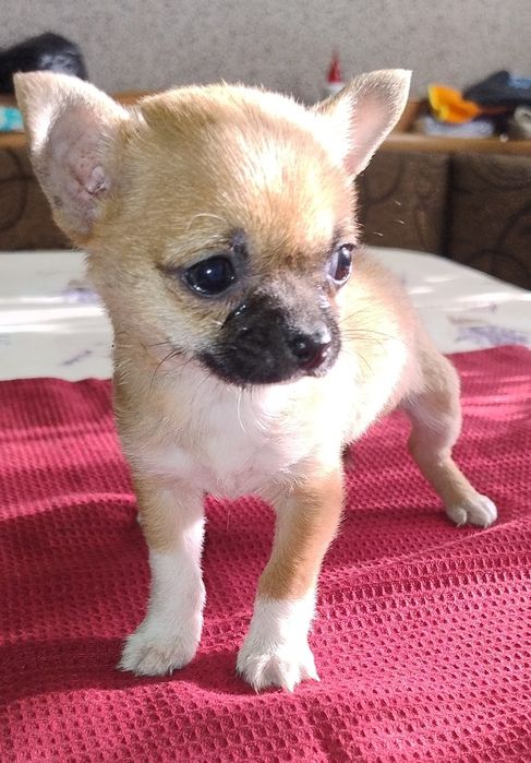 Ratlerek Suczka Piaskowa