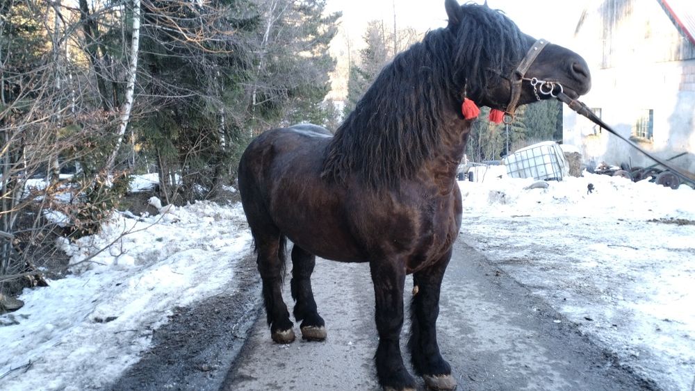 Ogier Zimnokrwisty Kary Stanówka