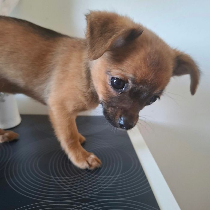 Szczenię chihuahua Oddam w dobre ręce