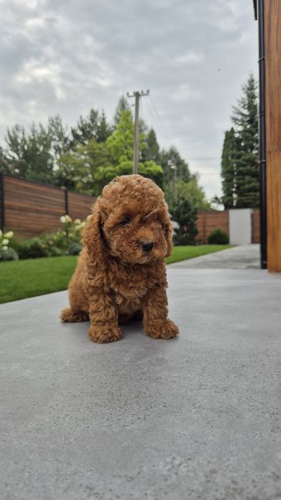 Poodle, пудель, дівчина,  female.  Доставка є всюди