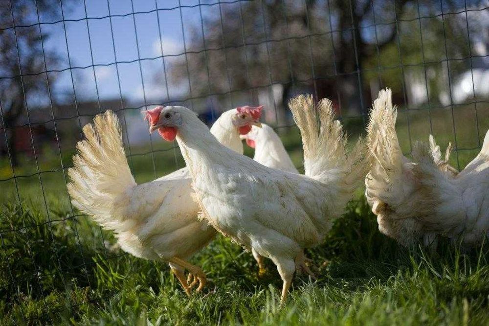 Kurki nioski Tetra tintet odchowane