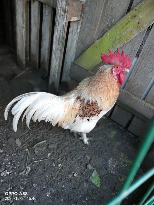 Galo caseiro para venda