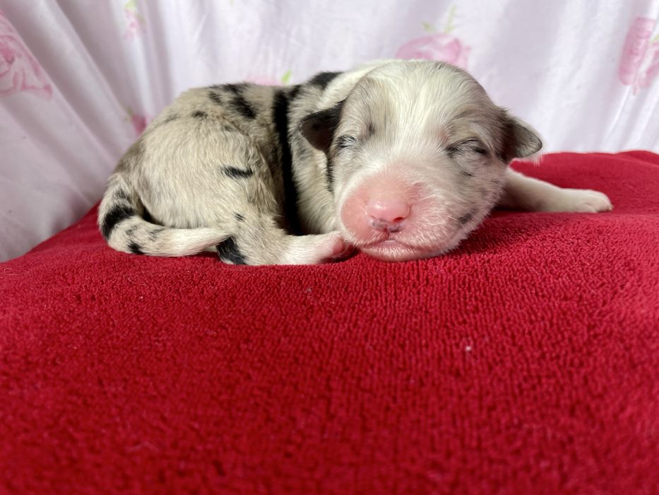 Border collie blue merle piesek / rodowód