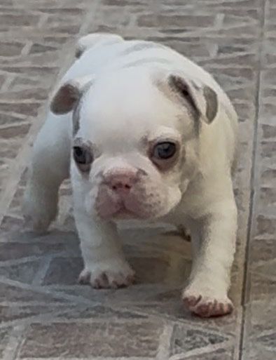 Menino buldog blue pied