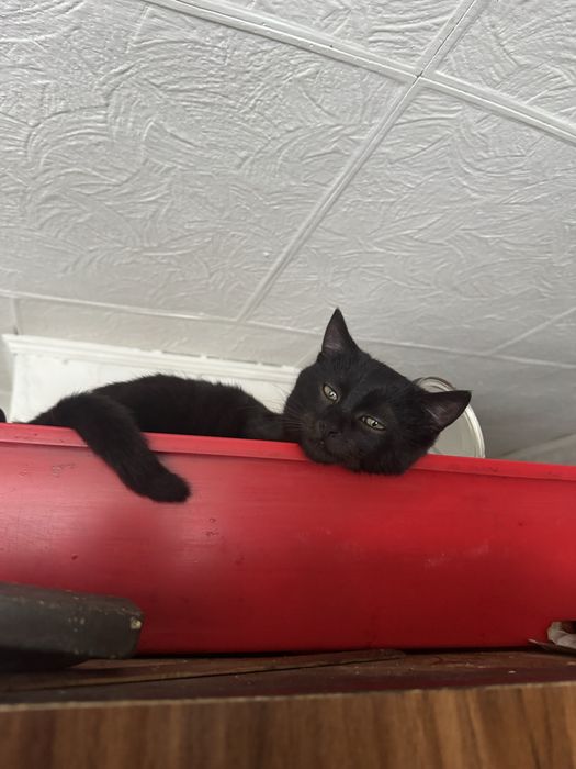 Віддам чорного котика в добрі руки