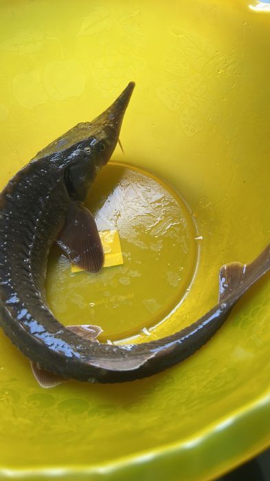 Осетер - севрюга, ленський (підліток) Акваферма AquaCity