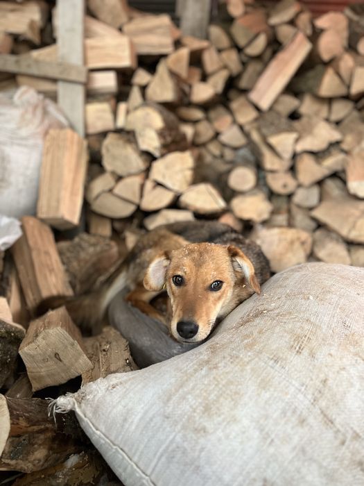 Метис овчарки в добрі руки