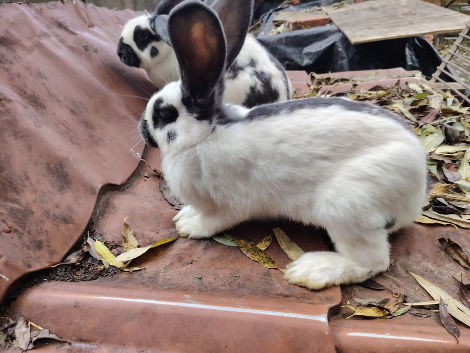 Sprzedam srokacze niemieckie niebieskie