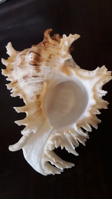 Морская ракушка Мурекс королевский