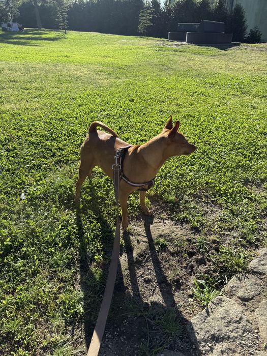 Pinscher fêmea de 6 anos procura namorado