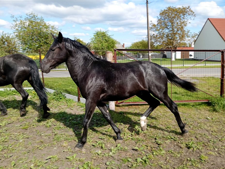 Roczny ogierek kary