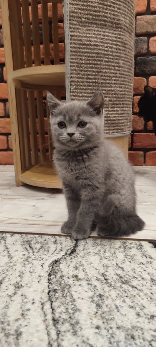 Kocurek brytyjski krótkowłosy