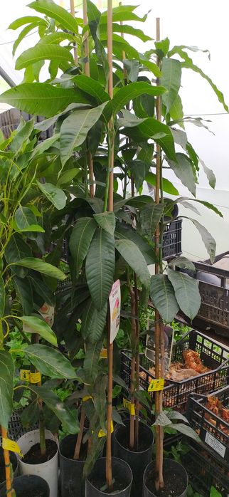 Vendo plantas abacate e mangas