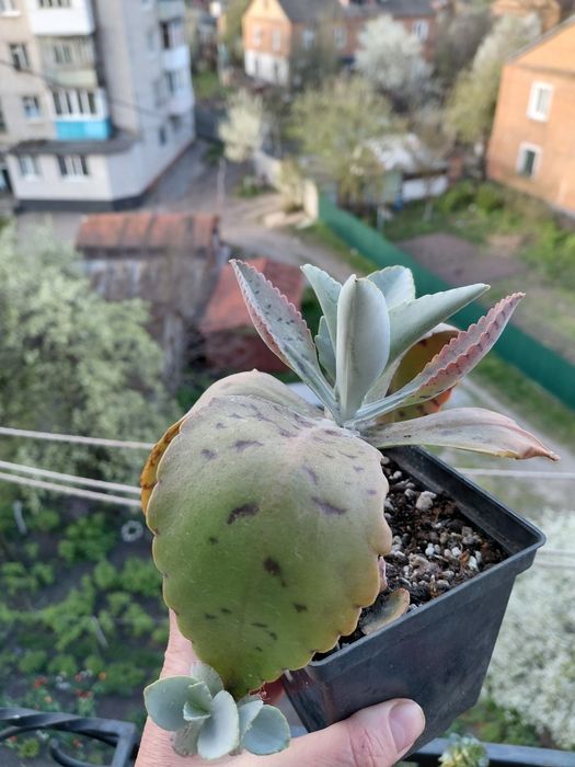 echeveria suyon crassula aeonium