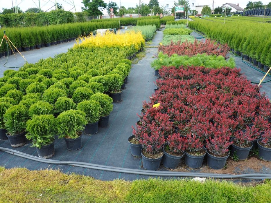 Tuja tuje żółte golden szmaragd 80-100cm