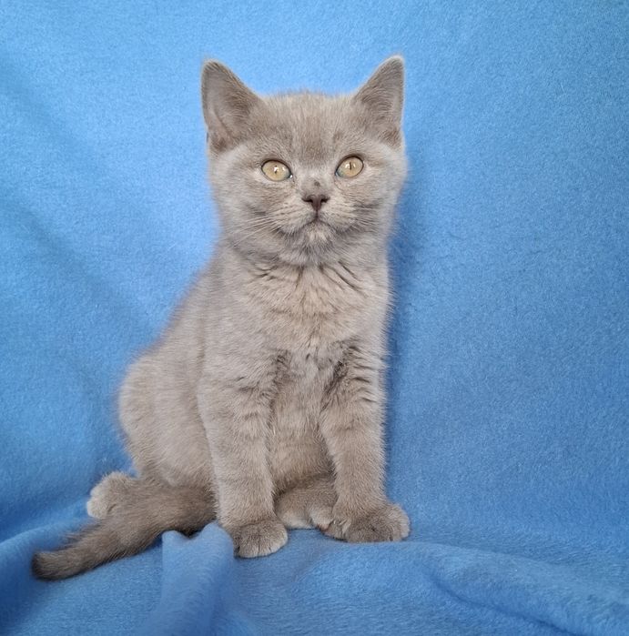 Cudny kocurek liliowy brytyjski