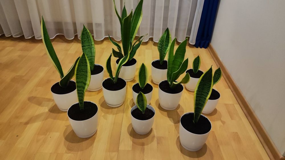 Sansewieria Gwinejska