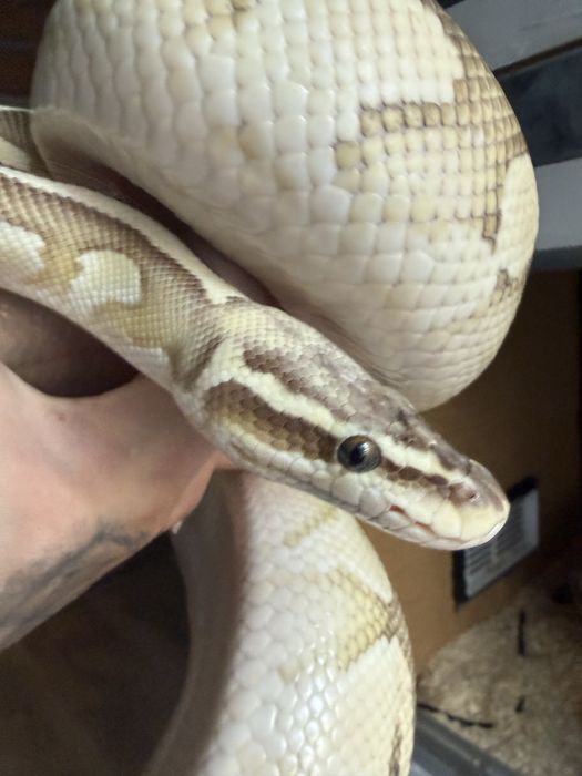Bongo lesser oswojony