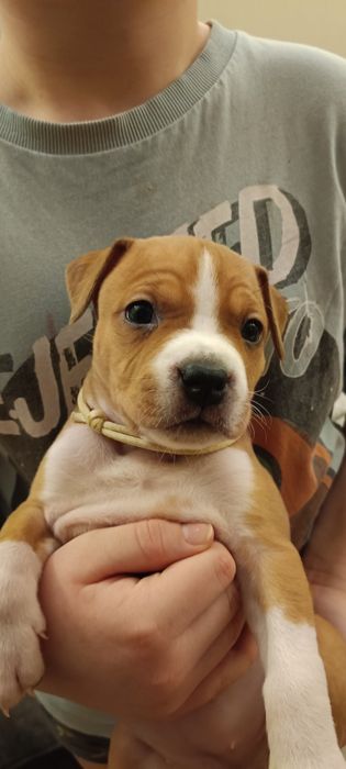 Boska suczka American Staffordshire Terrier(amstaff) ZKwP/FCI