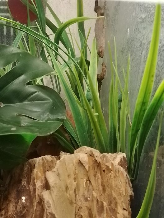 Sprzedam gekony płaczące z terrarium