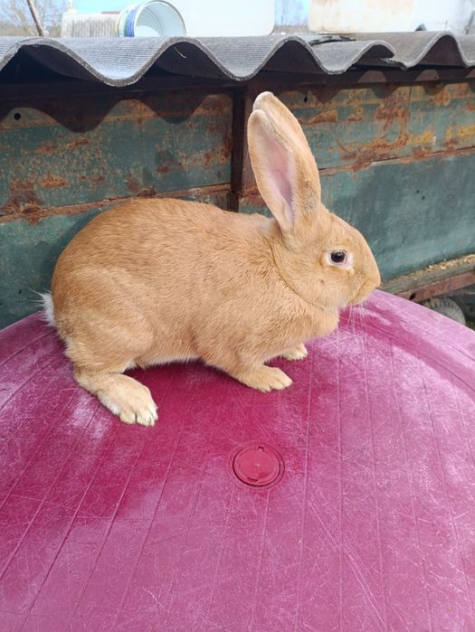 Продам кролі різного віку.