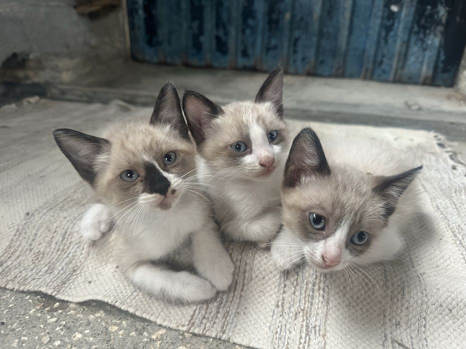 Gatinhos para adocção