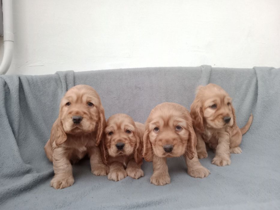 Piękny piesek cocer spaniel Gotowy do odbioru