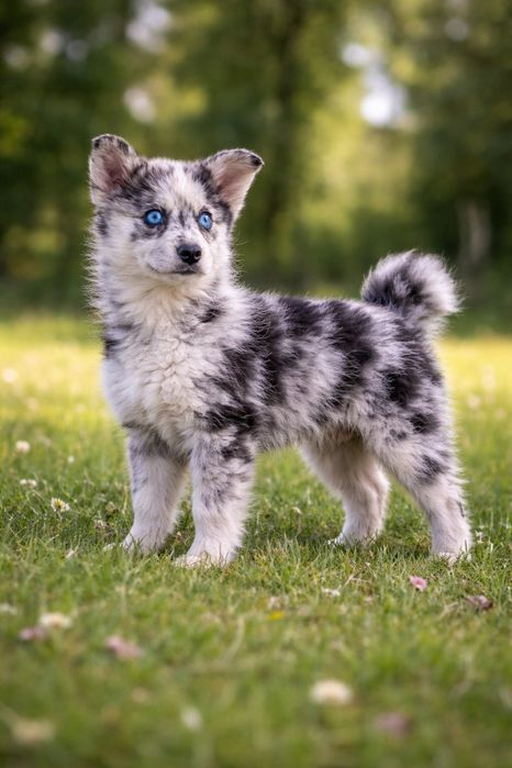 Помскі Помски  Pomsky