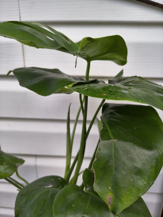 Duża Monstera Deliciosa - Filodendron Dziurawy