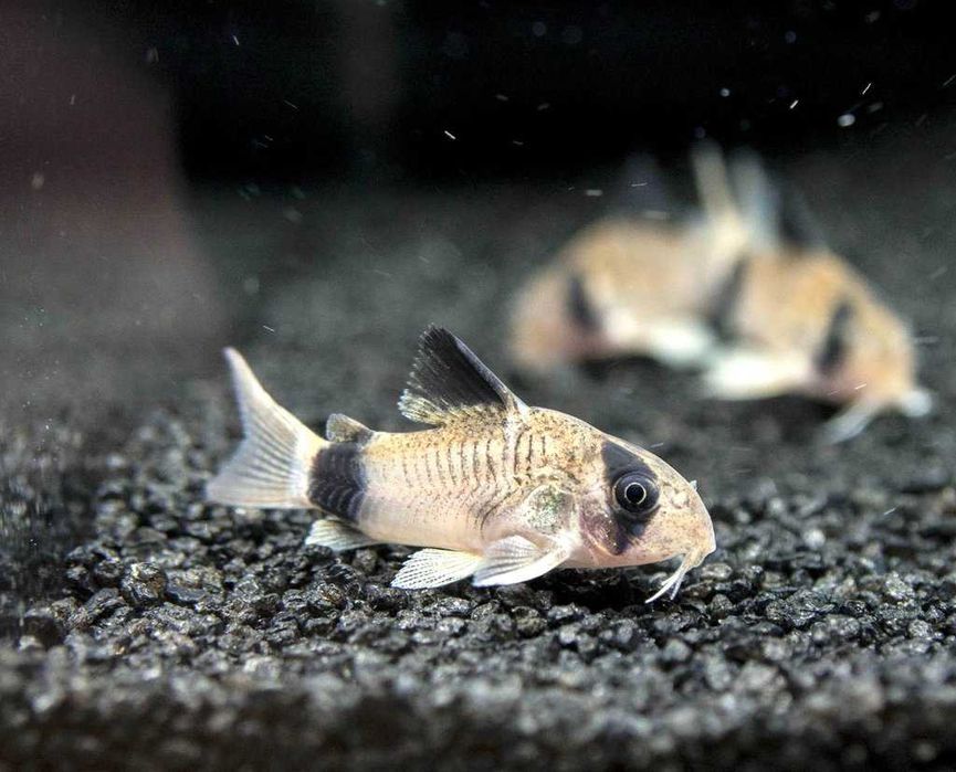 Kirys panda  (Corydoras panda) WYSYŁKA AKWAWIN