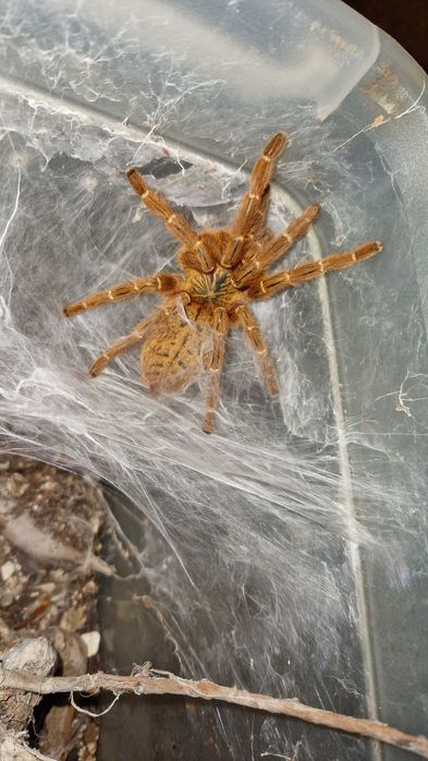 Pterinochilus murinus usambara SAMICA